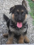 SAM_2850.JPG